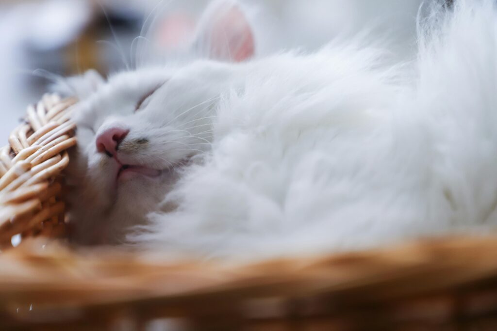Close-up of a fluffy white cat peacefully sleeping in a woven basket indoors.